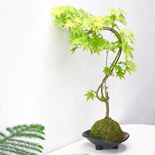 ��Ȫ��̦�\��|��Ȼ���҃ȾGֲ�ձ����͗�����B�W�t�U��[��