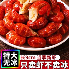 龙虾尾冷冻生鲜特大号虾尾鲜活批发无冰小龙虾虾球商用整箱10斤