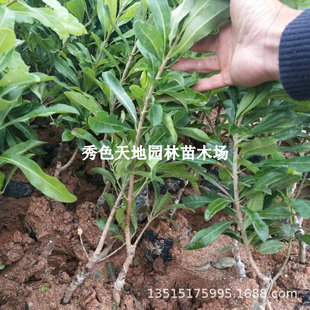 ���l��÷����޽����ϱ����Nֲ������ľ��̿��÷��Ӳ�z�|����÷��