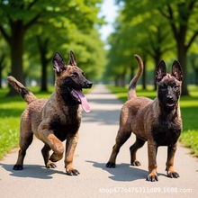 爆红马犬幼犬纯种活体猎犬比利时马犬警犬狼狗幼崽军犬警犬护卫犬