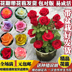 һ�����lõ�廨��󻨎����������^���Gֲ�������¼��Nޱ�҃�ͥԺ