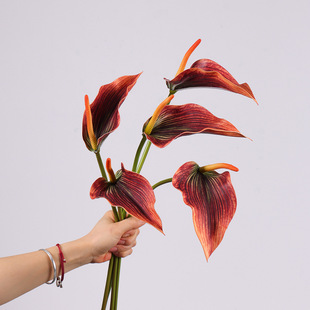 �����^��ɏEVA�t�ƻ��Q���R��ɏ����Ҿ��bٻ���c�û��廨ˇ