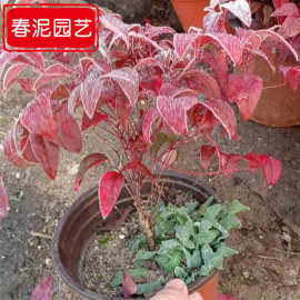 火焰南天竹培育基地 彩叶植物盆栽现货批发 南天竹常绿植物160盆