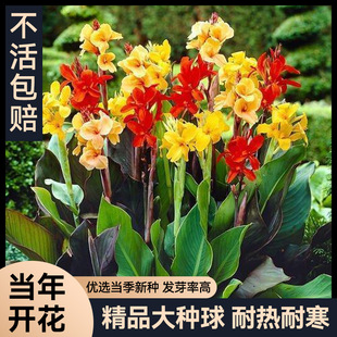 ���˽��N�����_��������������ͥԺ���Թ��@���^�G���Gֲ�ﻨ��