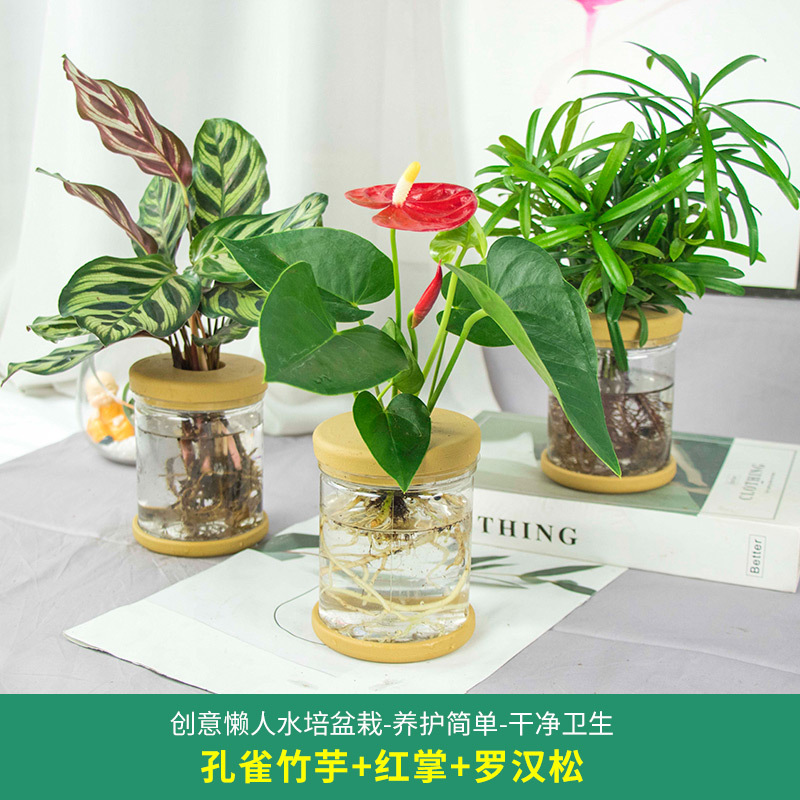 Plantas hidropónicas en maceta de flores de oficina de flores pequeñas plantas verdes en todas las estaciones, fácil de cultivar plantas en maceta de agua suculenta.