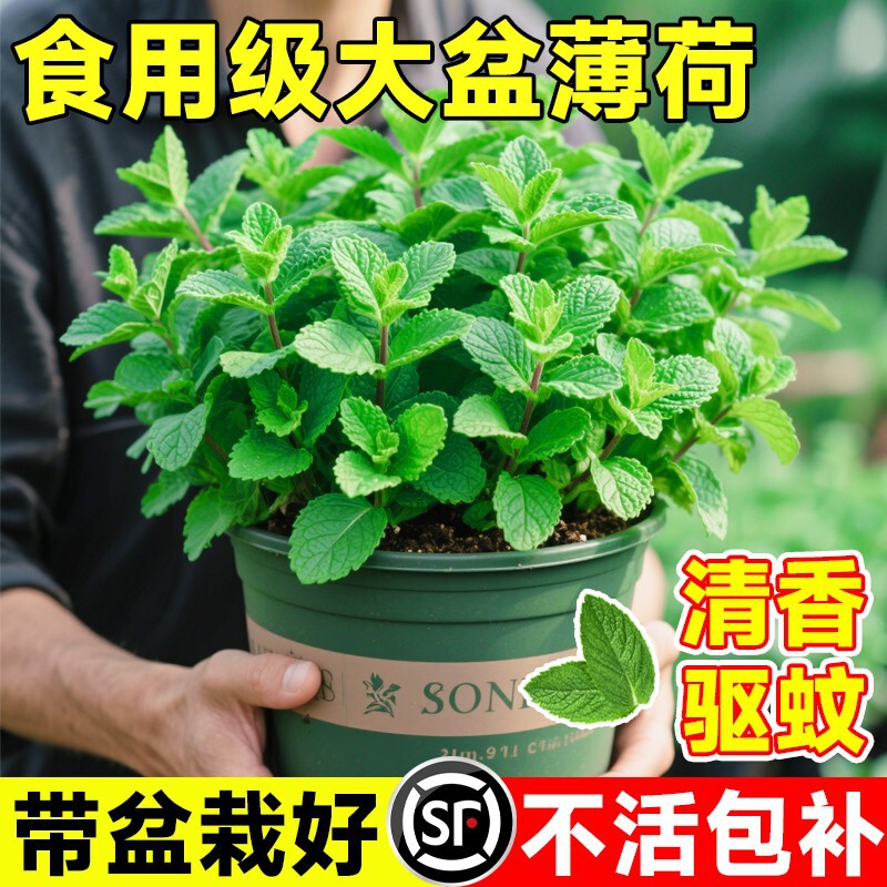 Mint Potted Plant Large Edible Mosquito Repellent Plant Formaldehyde Removal Lemon Mint Seedlings Indoor Green Plants and Florals
