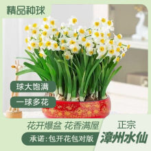 漳州水仙花种球水培耐寒冬季四季花卉年宵花庭院内外阳台室内植物
