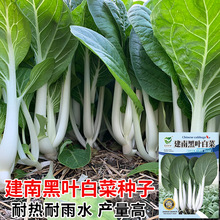 Ϻ~ײ˷NСѷN͟ˮļСײ˷N߲˷N