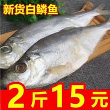 ��؛���[�~����ù���~6�ɸ����~���r�����~500g-1000g�ܰ��~