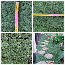 庭院花园绿化耐踏草花日本矮麦冬玉龙草常青花卉矮沿阶草