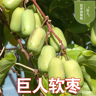 巨人龙城二号丹东软枣猕猴桃树苗南北方种植奇异莓盆地栽当年结果