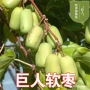丹东二号种植软枣树苗