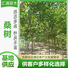 8&mdash;16����ɣ��ߗUɣ���֦1.6&mdash;2�׹������Դ���ɣ�ؘ�F؛