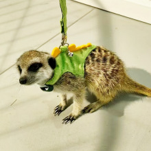 恐龙牵引绳背心式小宠绳雪貂链子宠物狐猛外出防丢胸背牵引绳