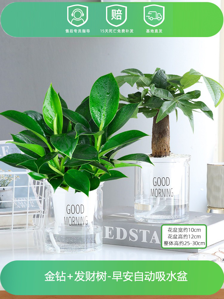 골드 다이아몬드 + 머니트리(굿모닝 대야 2개) + 영양액