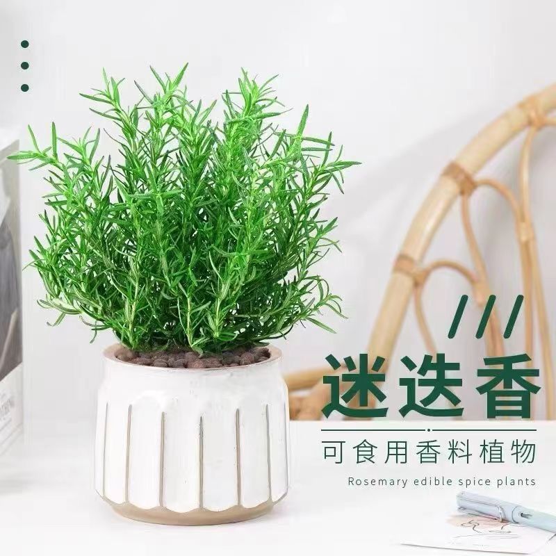 迷迭香苗盆栽可食用驱蚊植物迷迭草新鲜自吸水懒人绿植大盆煎牛排