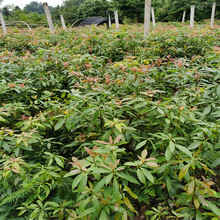 基地批发金丝楠木树苗别墅庭院绿植造林苗木小叶桢楠苗风景绿化树