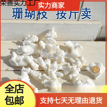 珊瑚石海螺贝壳真珊瑚碎枝鱼缸底部装饰铺底地台装饰