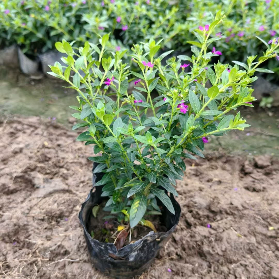 Саженцы вечнозеленых фиолетовых сигарных цветов, маленькие чашки, большие чашки, саженцы в горшках, цветы травы, ландшафтные цветы, кустарники, гипсофила
