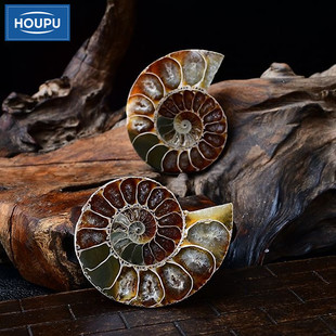 �߲��� ��ʯ ��ʯԭʯ���ݺ�������ﻯʯ�b[���ղؘ˱��Y��Ȼ