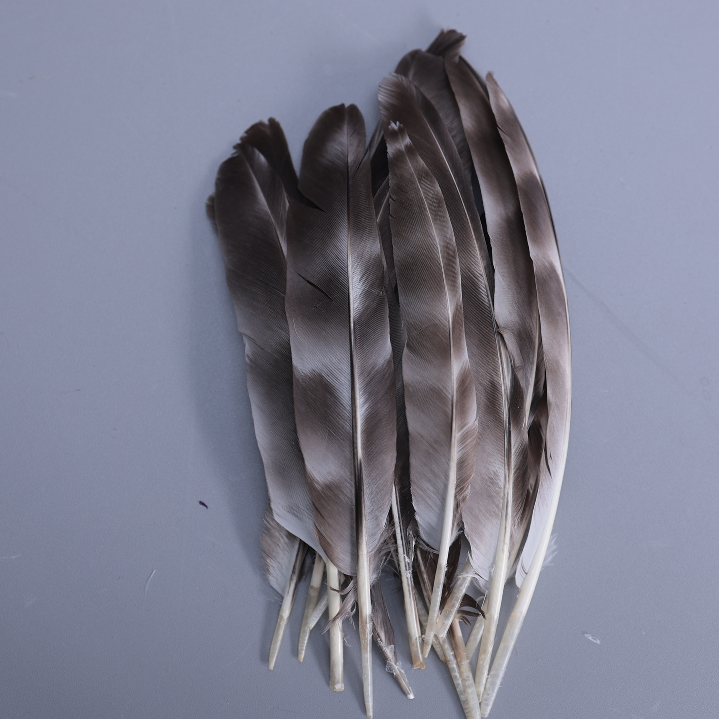 Plumas pequeñas al por mayor de plumas de faislo natural decorativas plumas artesanías bricolaje materiales hechos a mano divertidos accesorios de joyería de palo de gato