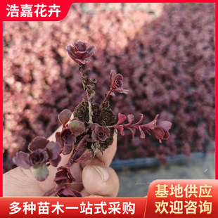 Rhodiola Rosea Seedlings Perennial Florals Greening Park Red Leaf Potted Ground Cover Grass Florals Rhodiola Rosea Seedlings