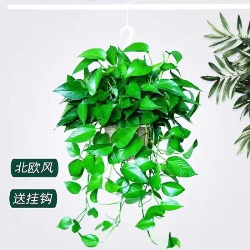 长藤1白盆藤长30cm左右带吸水盆