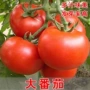 春季秋季红果大番茄种籽