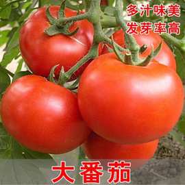 大番茄种子超甜红果大西红柿产阳台春季秋季  蔬菜瓜果种籽批发