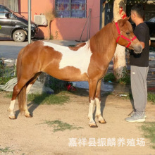 ���ﰫ�R���w �Bֳ�����۾��^�T���R �±����R���̻��w��Ʒ�R�r��