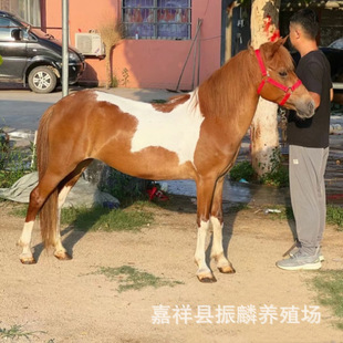 ���ﰫ�R���w �Bֳ�����۾��^�T���R �±����R���̻��w��Ʒ�R�r��