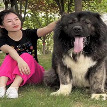 纯种高加索幼犬活体巨型大骨架双血统幼崽高加索犬家养护卫工作犬