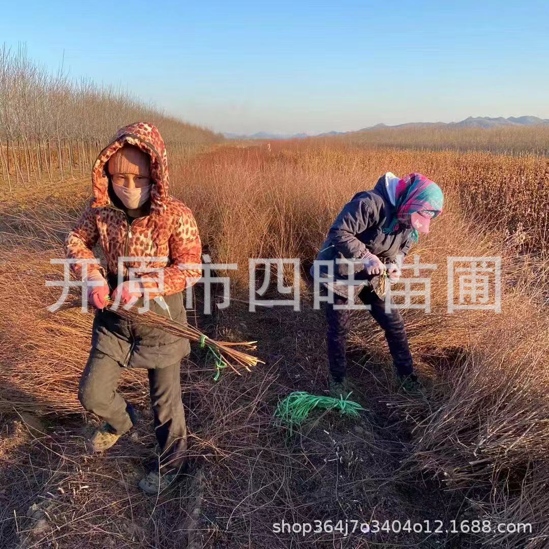 东北辽宁珍珠绣线菊基地供应 雪柳 干枝花价格合理