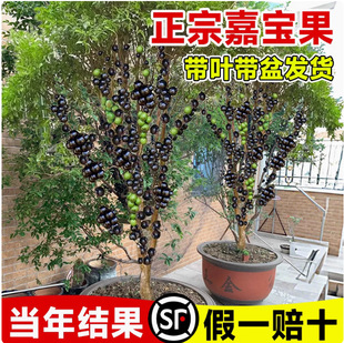 �Ό�������������ļ�����������̨��Ʒ�NͥԺ���������Ԏ����l؛