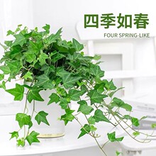 �L���پGֲ�ļ������پGֲ�҃ȿ͏dֲ�����ȩ�����՚�ˮ����