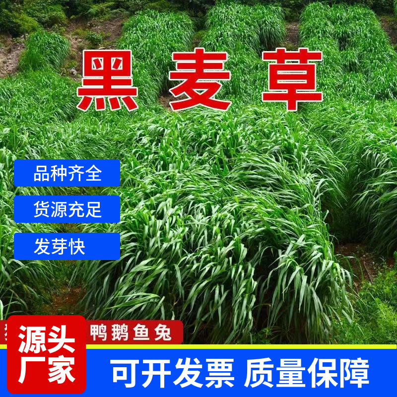 Wholesale Ryegrass Seeds Winter Pasture 70 Ryegrass Seeds Forage Tetraploid Good Yield Good Taste