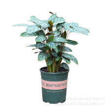 苗圃批发销售孔雀竹芋盆栽 室内大小盆栽绿植 品种齐全 价格优惠