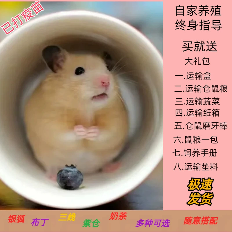 Домашний хомяк, длинношерстный золотой хомяк, живой питомец, трехлинейный фиолетовый хомяк, серебряная лиса, пудинг, золотой хомяк, клетка для хомяка, принадлежности