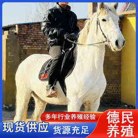 景区马匹供应 活体马匹出售  女士骑乘马多少钱一匹 阿拉伯马价格