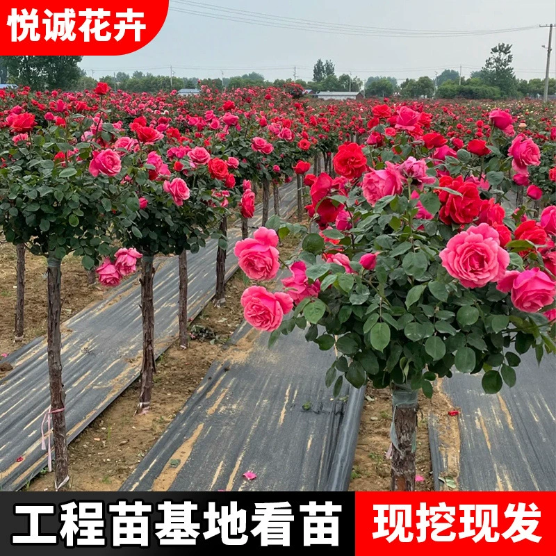 Оптовые розовые деревья на пнях, кустарные розы в горшках на прививках в форме дерева, старые пни, розовые деревья с цветением в четыре сезона