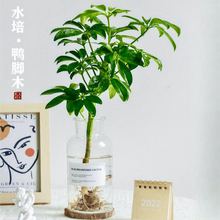 水培植物鸭脚木盆栽绿植八方来财七叶莲室内花卉苗吸甲醛净化空气