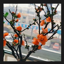 �ձ������Ϙ��ļ��ذ����Ժ��Ę���ͥԺ�����ͺ�ֲ���L�۹ڻ�