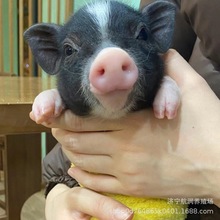 纯种巴马香猪养殖成年繁殖育肥香猪 适合景区家养宠物小香猪出售