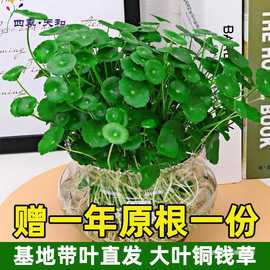 水栽铜钱草水培植物带叶盆栽办公室客厅室内水养带盆四季好养