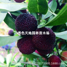 ɾӖ|ˮ÷ɾӺڸ߷̼÷玧