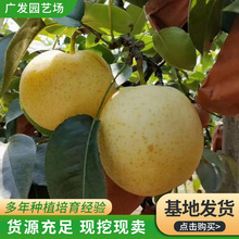 嫁接梨树苗 皇冠梨树果苗 黄金梨树苗 当年结果南北方种植梨树苗