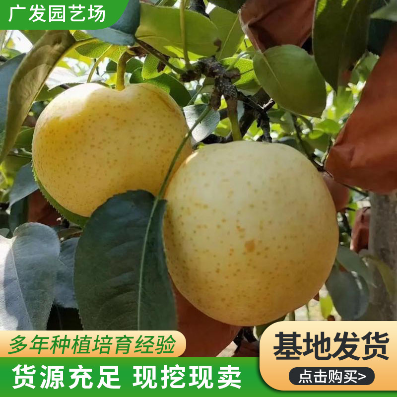 嫁接梨树苗 皇冠梨树果苗 黄金梨树苗 当年结果南北方种植梨树苗