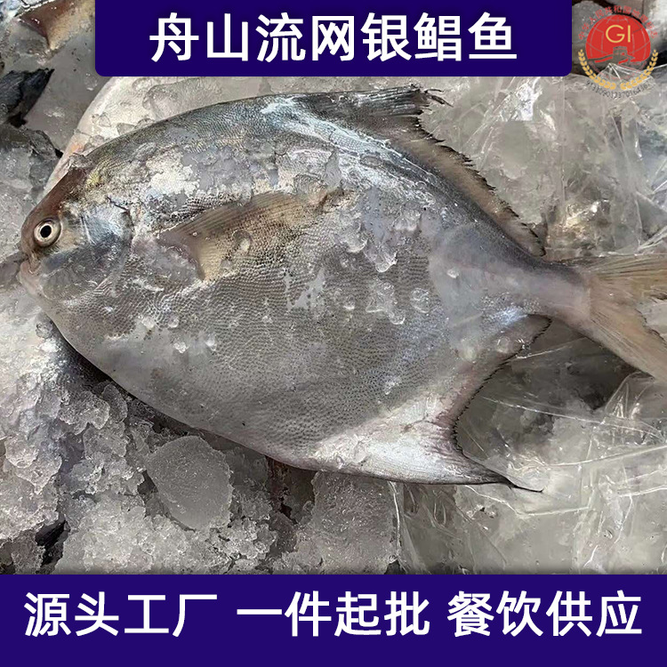 舟山海鲜野生整条流网鲳鱼新鲜液氮鲳鳊鱼白鲳鱼平鱼整箱工厂批发