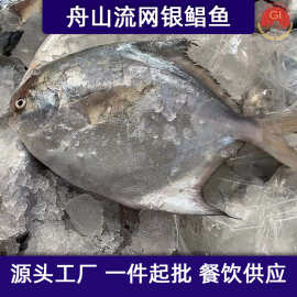 舟山海鲜野生整条流网鲳鱼新鲜液氮鲳鳊鱼白鲳鱼平鱼整箱工厂批发