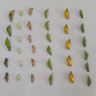 �W�t��������Ӽ�ɷ����o�����w��ͯ�Y����B�����^��С���x����